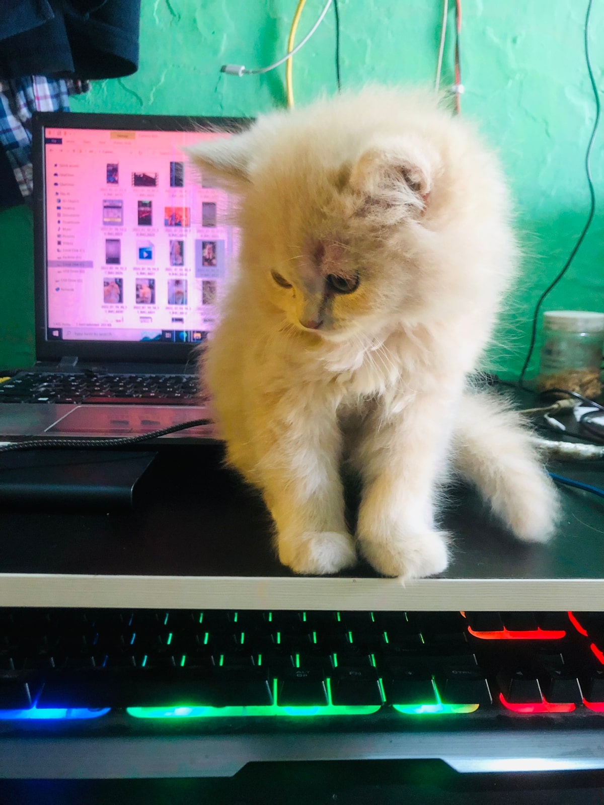 Pet image – gallery view